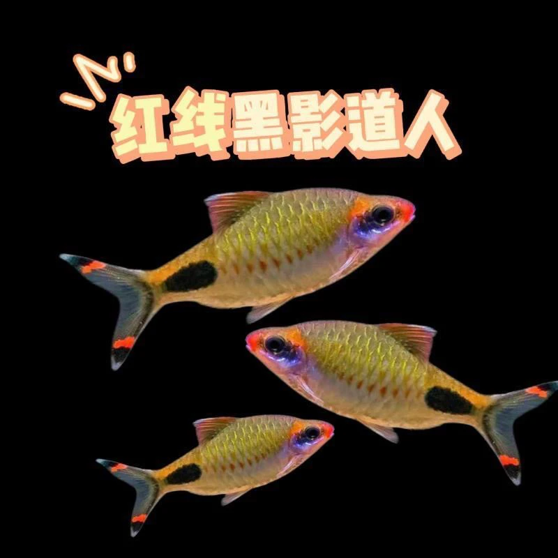 红线黑影道人鱼热淡水鱼活体广温淡水鱼观赏鱼草缸小型群游鱼灯鱼