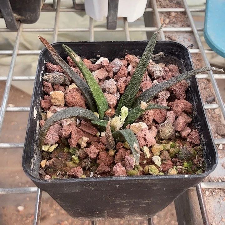 龙舌兰牡丹实生5仙人球