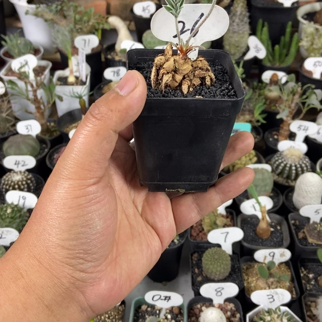 绒戈阳奎一物一拍