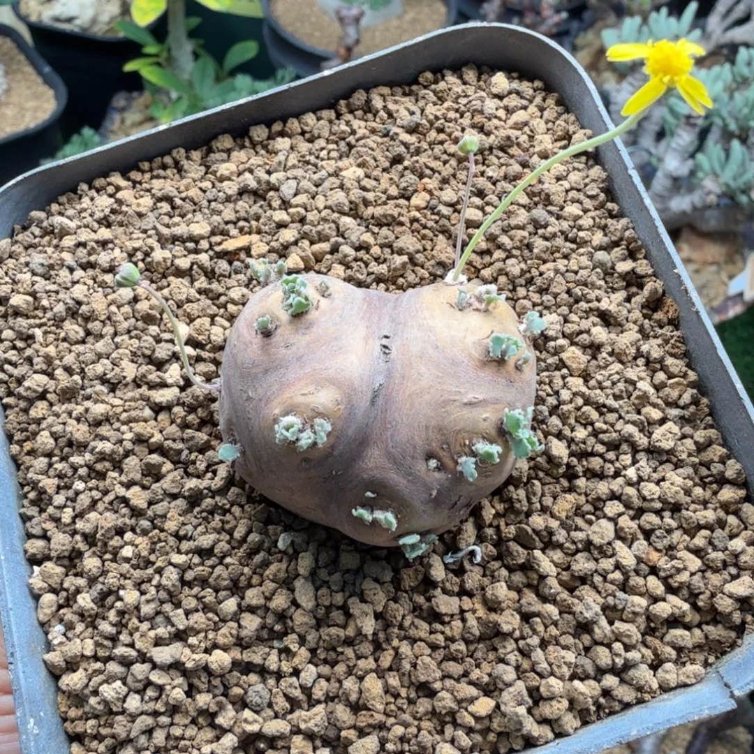 格加厚墩菊456仙人掌