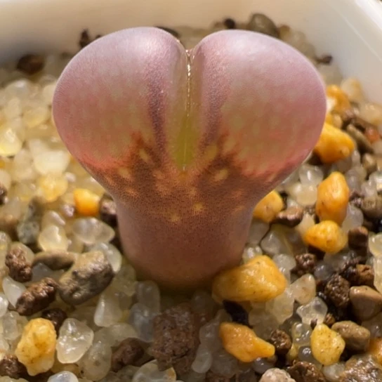 1804.5红宝石一颗648。