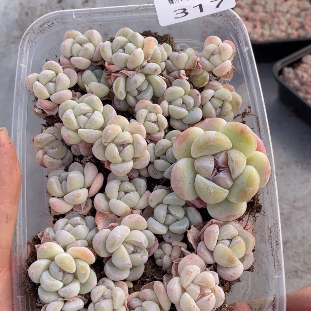 云糖心多肉植物317