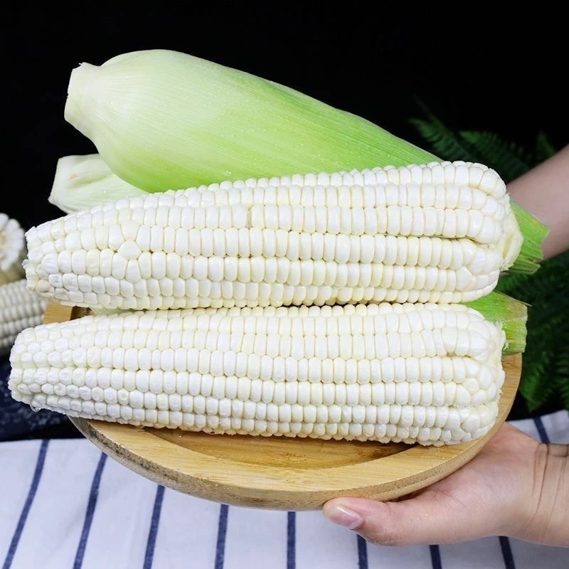 正宗老式广西新鲜现摘现卖白糯玉米甜糯可口带皮代餐蔬菜独立包装
