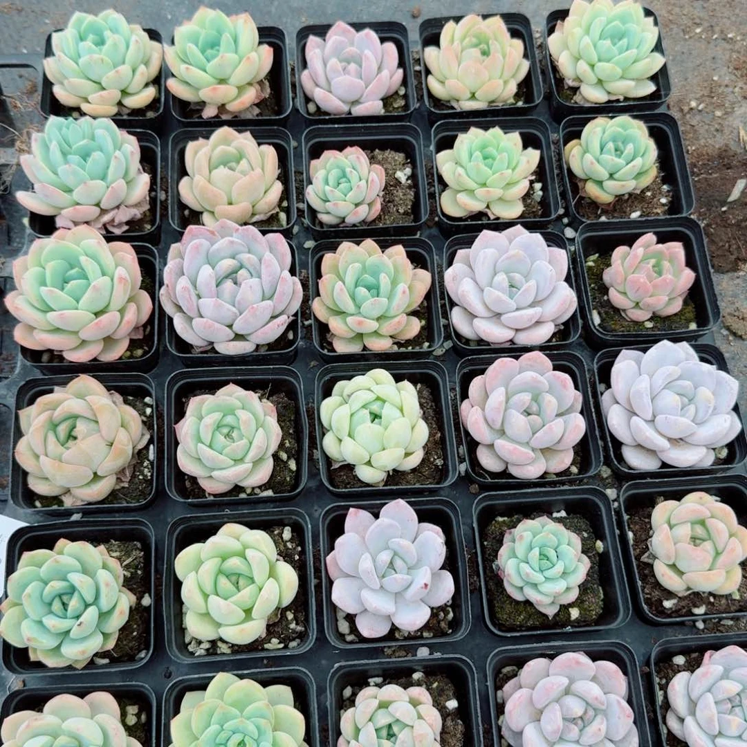 梦露母本杂交三十颗量拍20-43