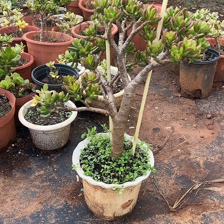 微***纺多肉植物实物直播实物95