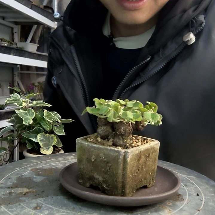 林*?小盆景小植物一物一拍110