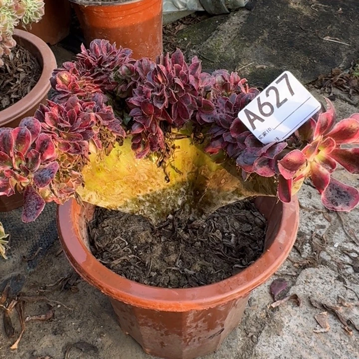 香奈儿法师锦缀化微瑕627