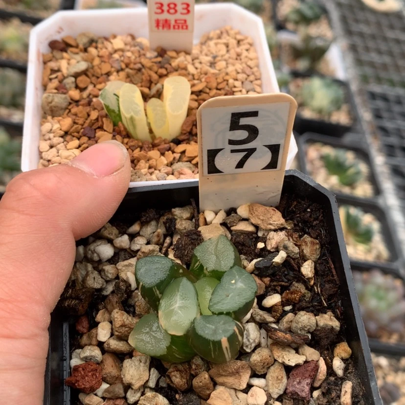 【闪购商品】尹*383-57组合