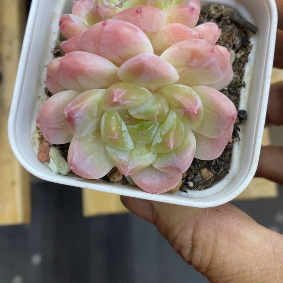 精品多肉一物一拍不包整221