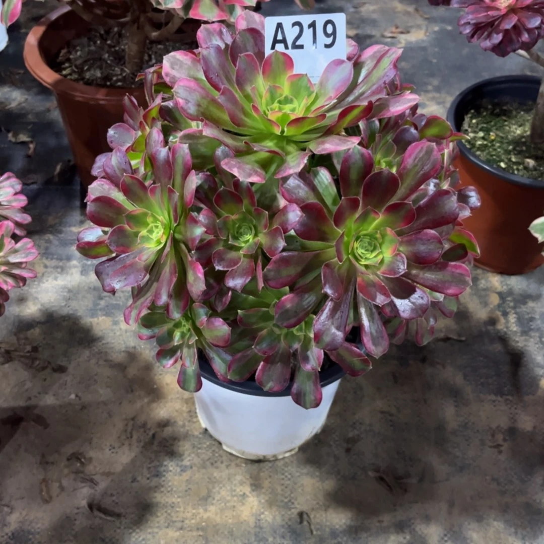 多肉植物安娜锦219多肉