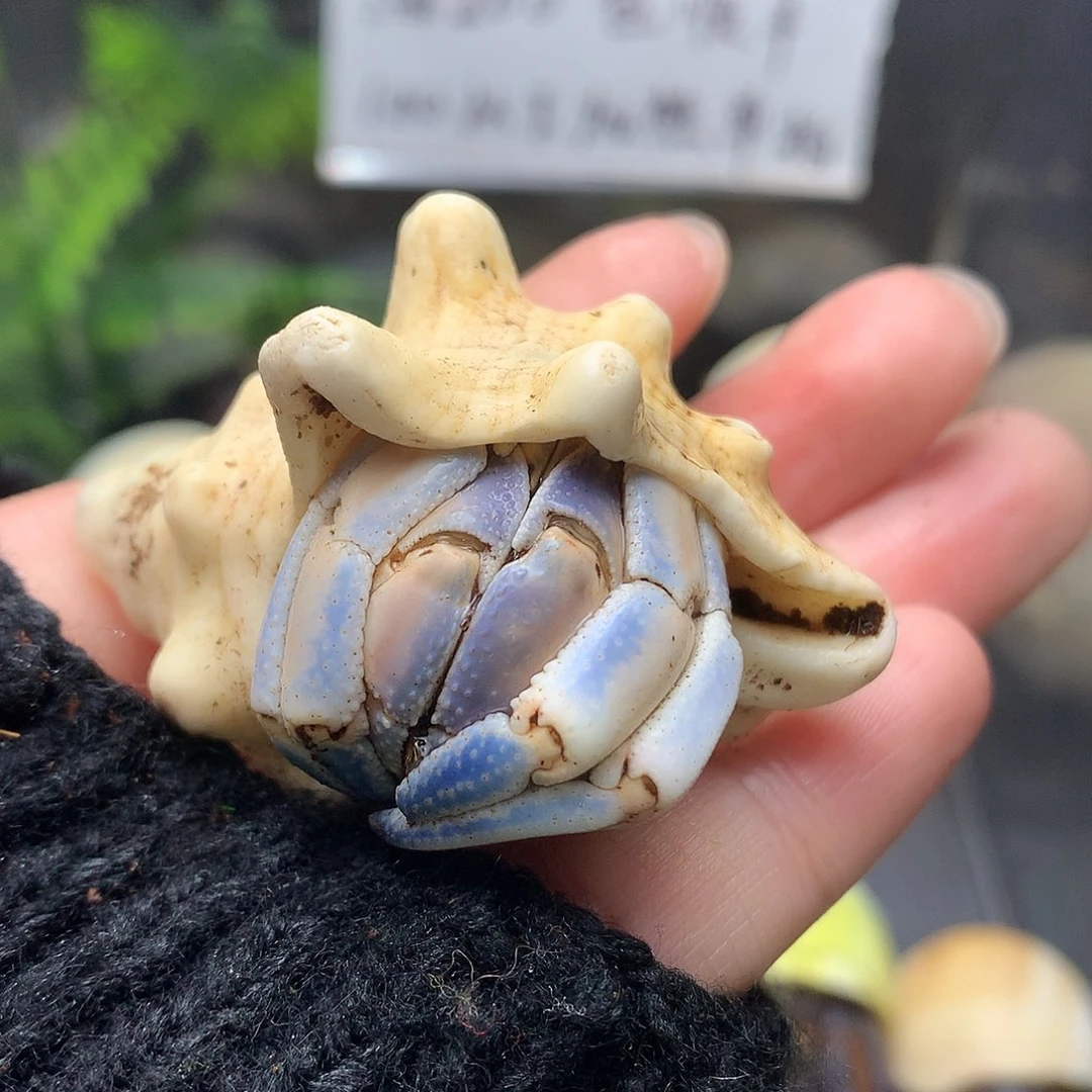 2.5口径奔跑的寄居蟹30号