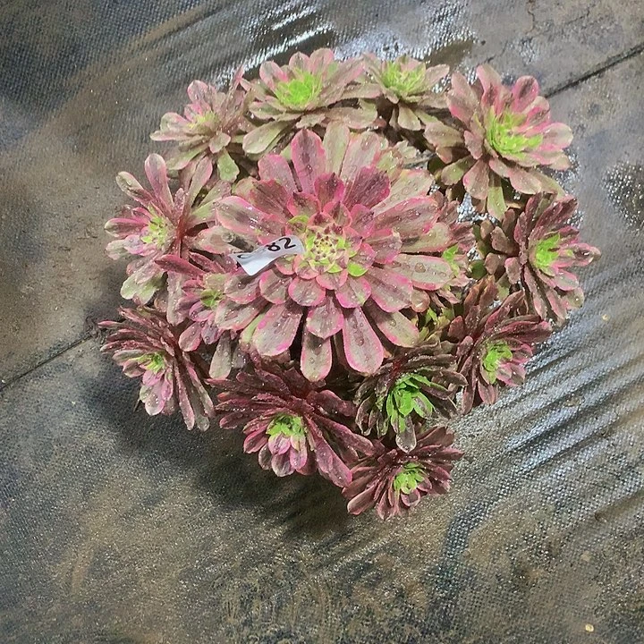 w*Q多肉粉袋682000