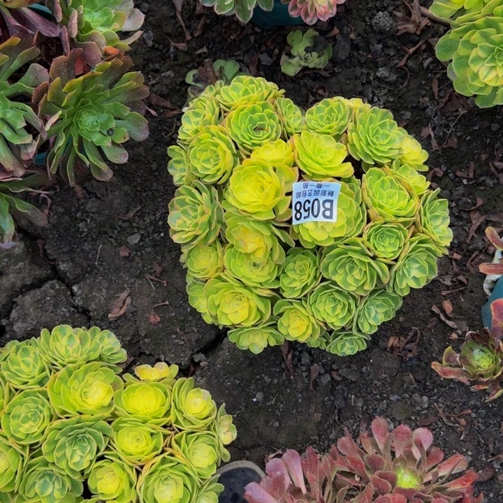 雨荷花25-50包邮花花