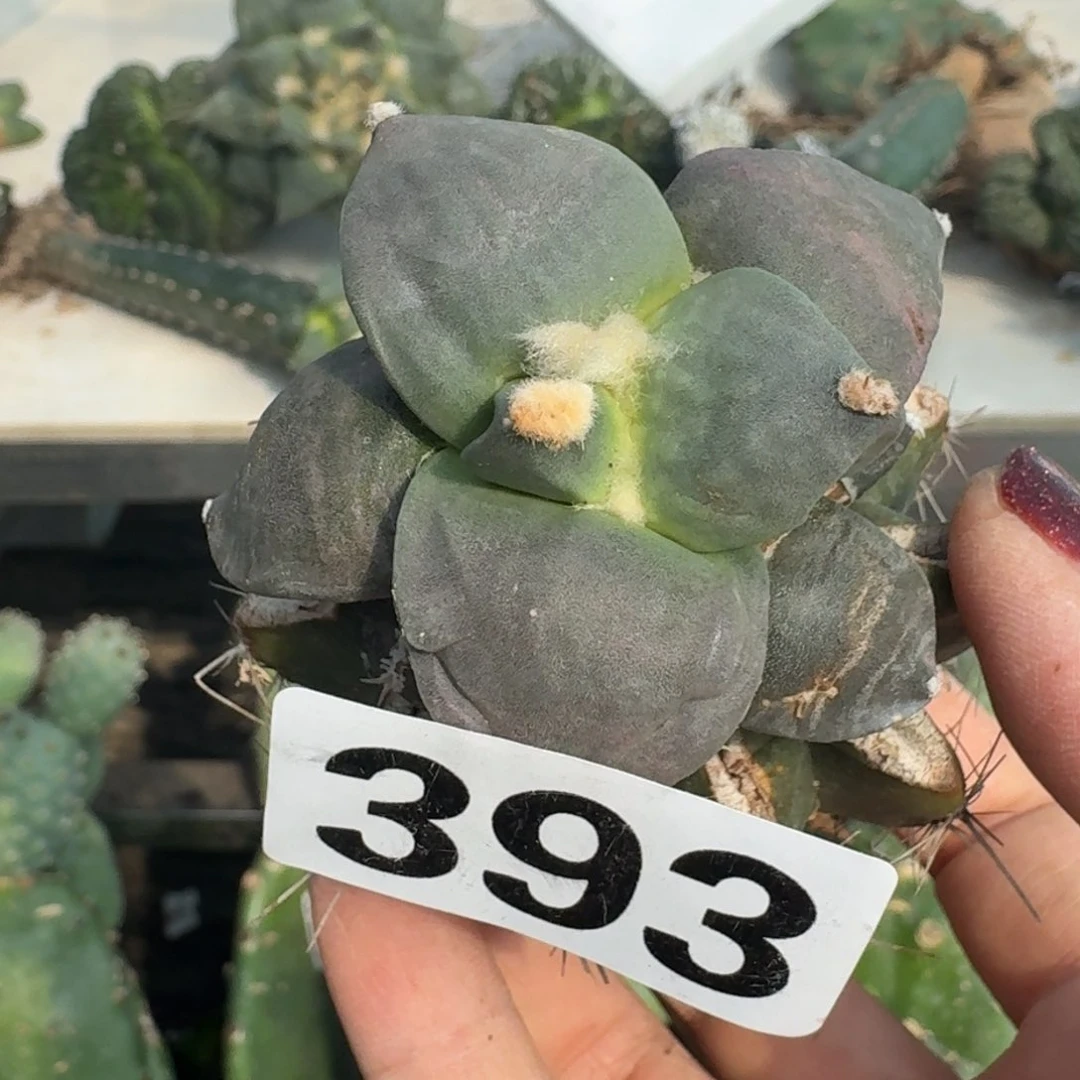 【闪购商品】无花朵中****涛达摩393