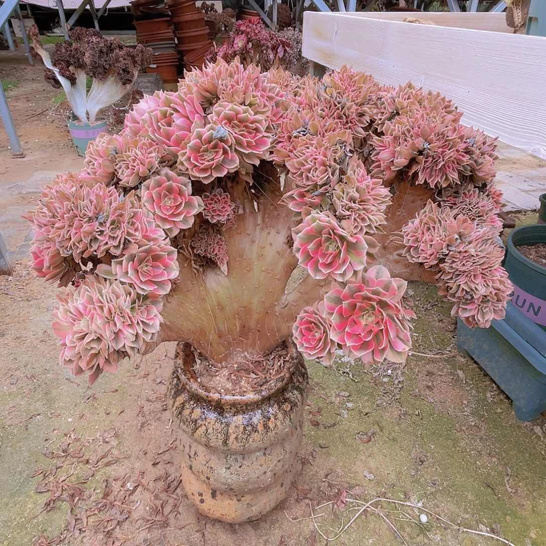 【闪购商品】无花朵粉女巫