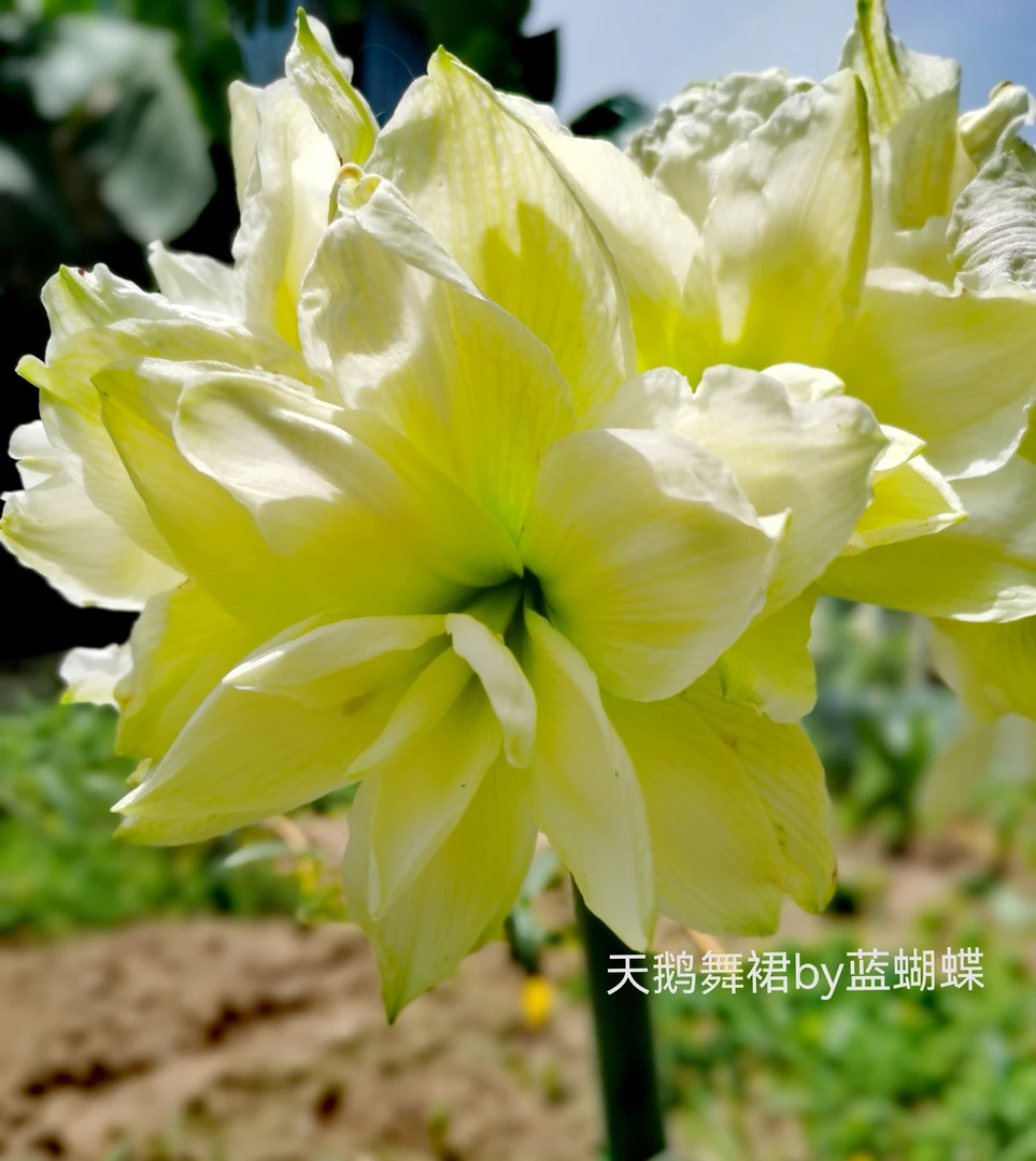 天鹅舞裙朱顶红,淡黄色,侧球2.5厘米左右,已开花对版