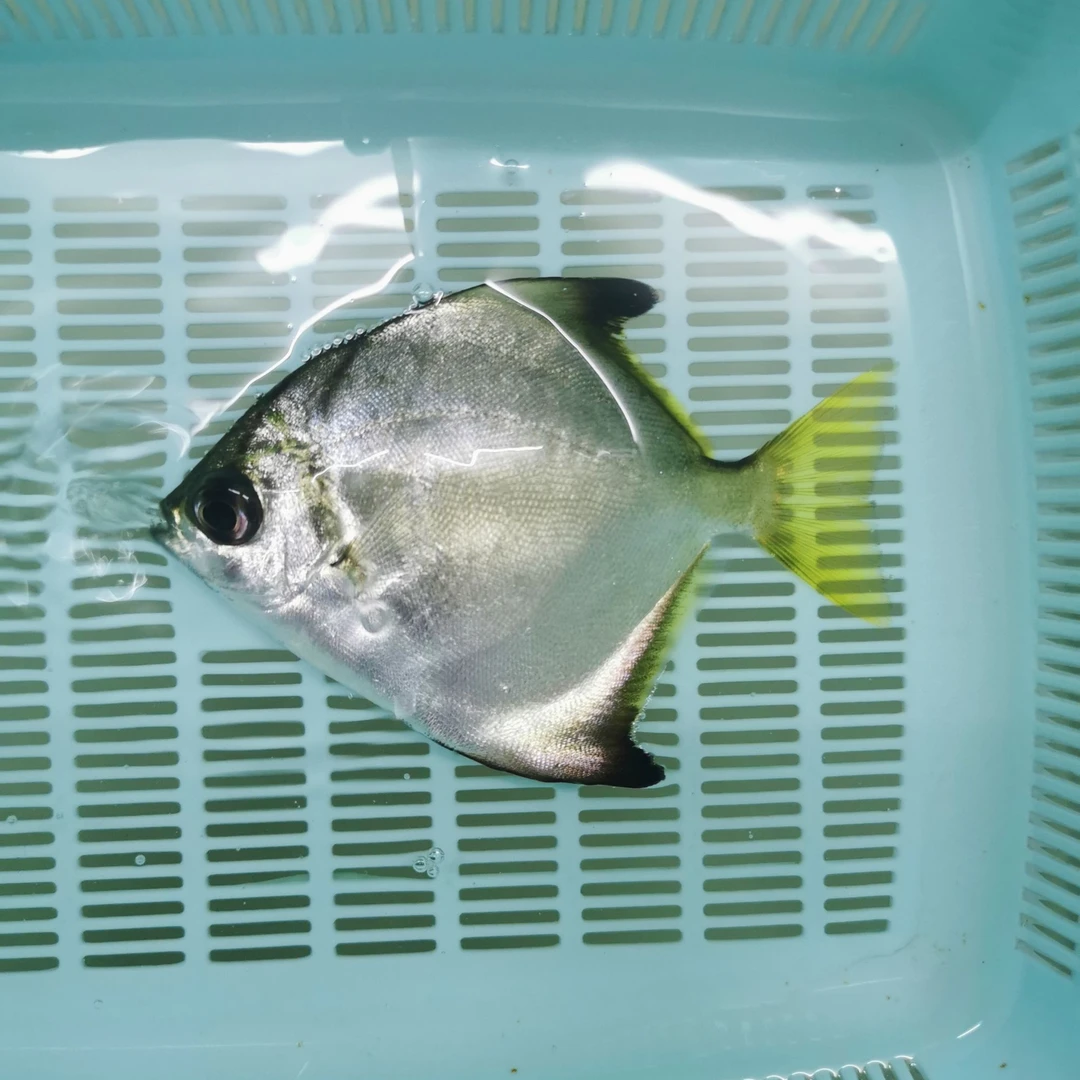 黄鳍鲳淡化鱼群游热带淡水观赏鱼活体易饲养新手鱼