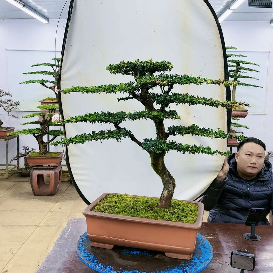 盆景欢迎大家一起来捡漏