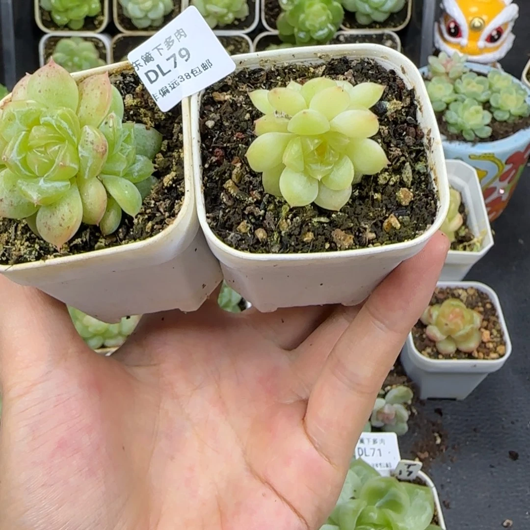 79东篱下多肉植物哈哈哈哈