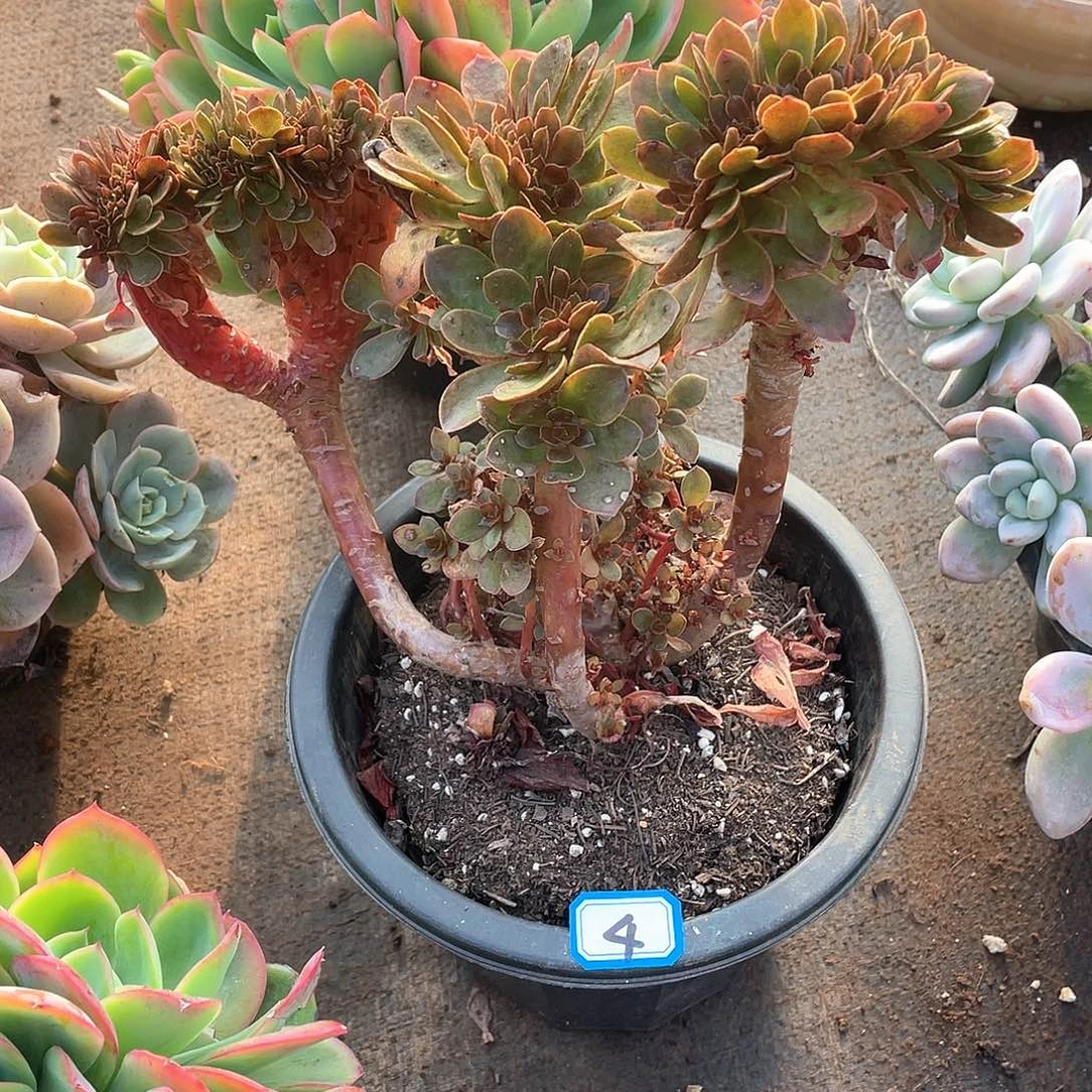 04糖果一物一拍多肉