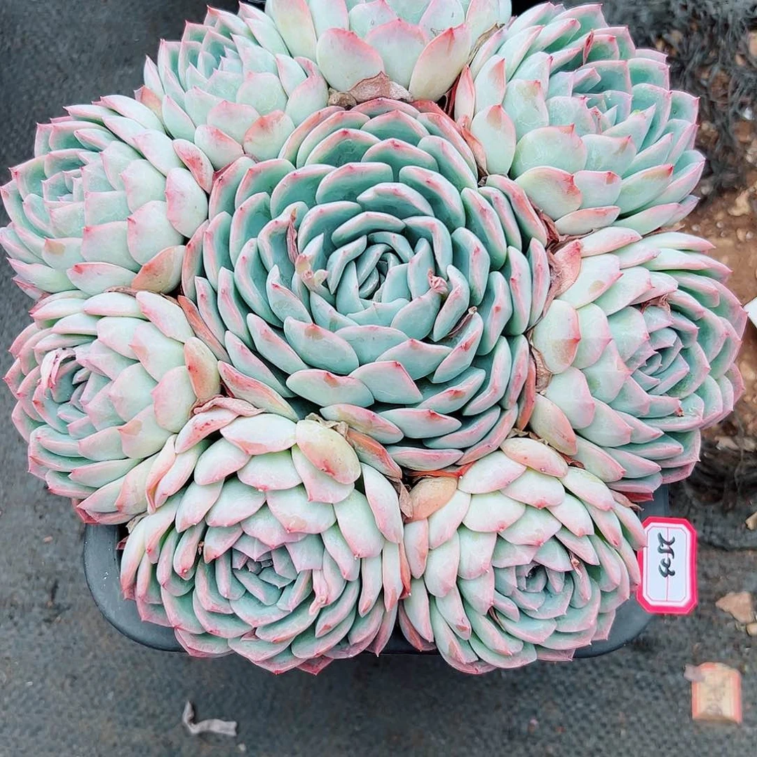 用****82503莎莎女王受捧