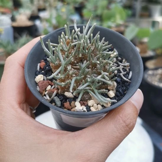 韧锦 块根 一物一拍