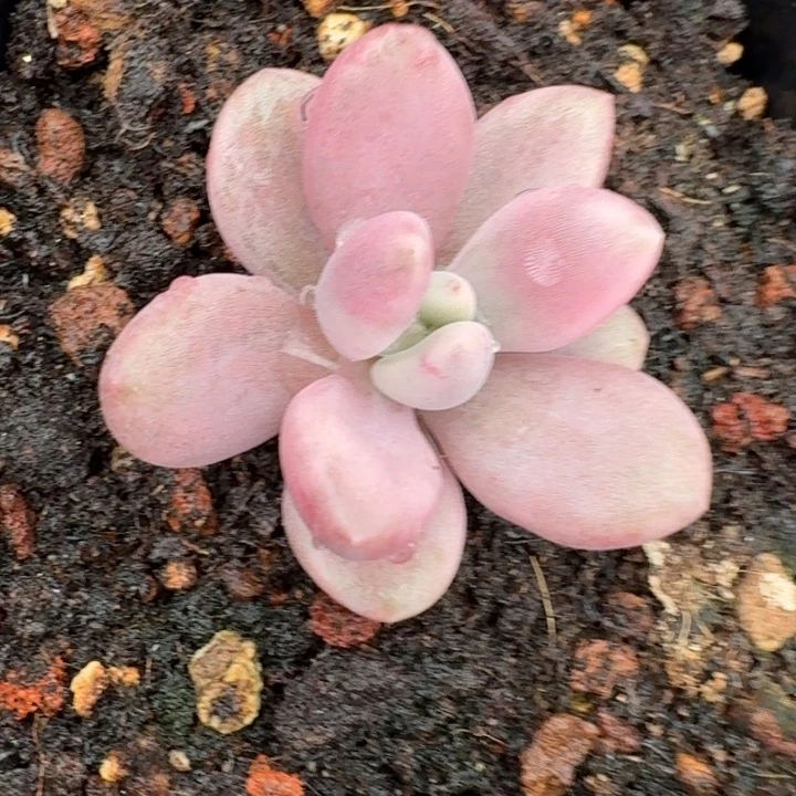 桃花源锦一物一拍