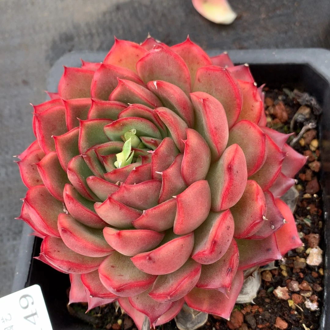 1149 杂交精品基地10厘米