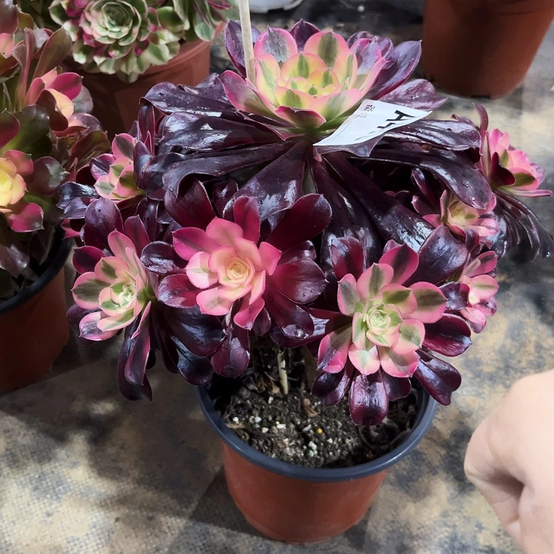 多肉植物美杜莎492多肉