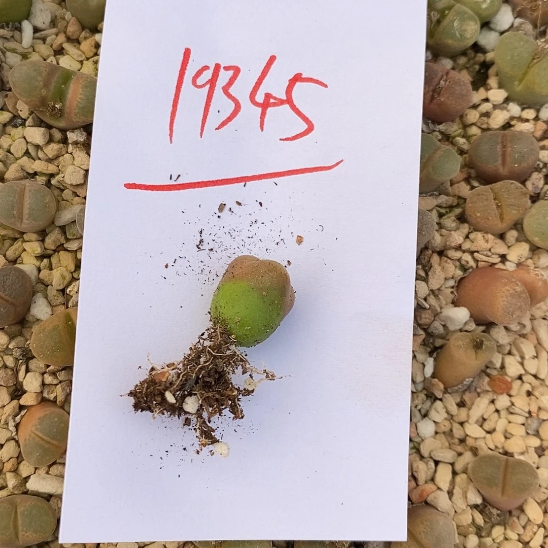 用***119345。  一颗。