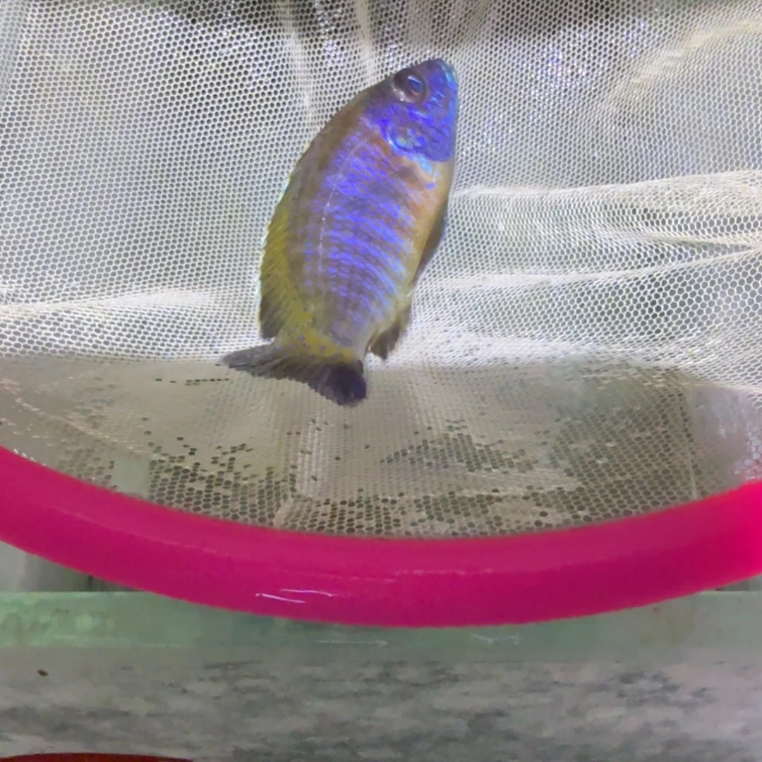 慈鲷鱼108号尼亚萨孔雀