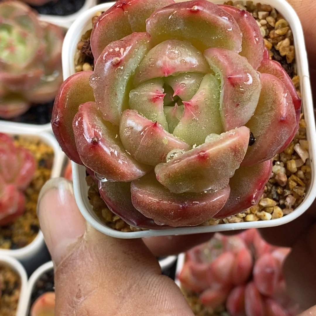 天官赐福百无禁忌