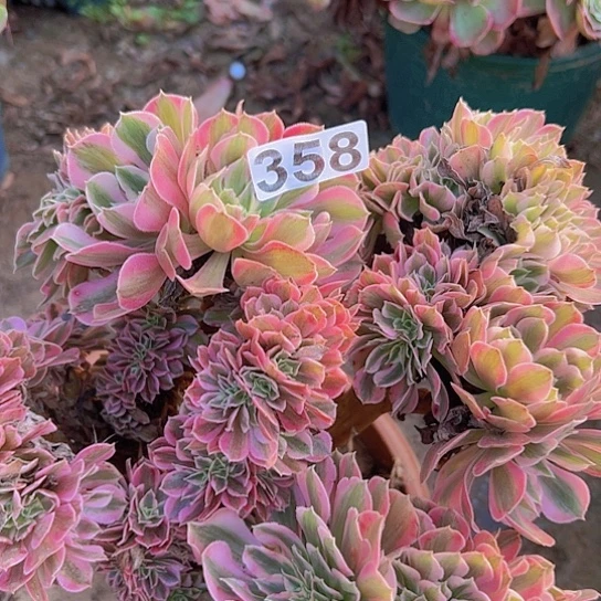 用***9多肉植物子一个女巫有伤