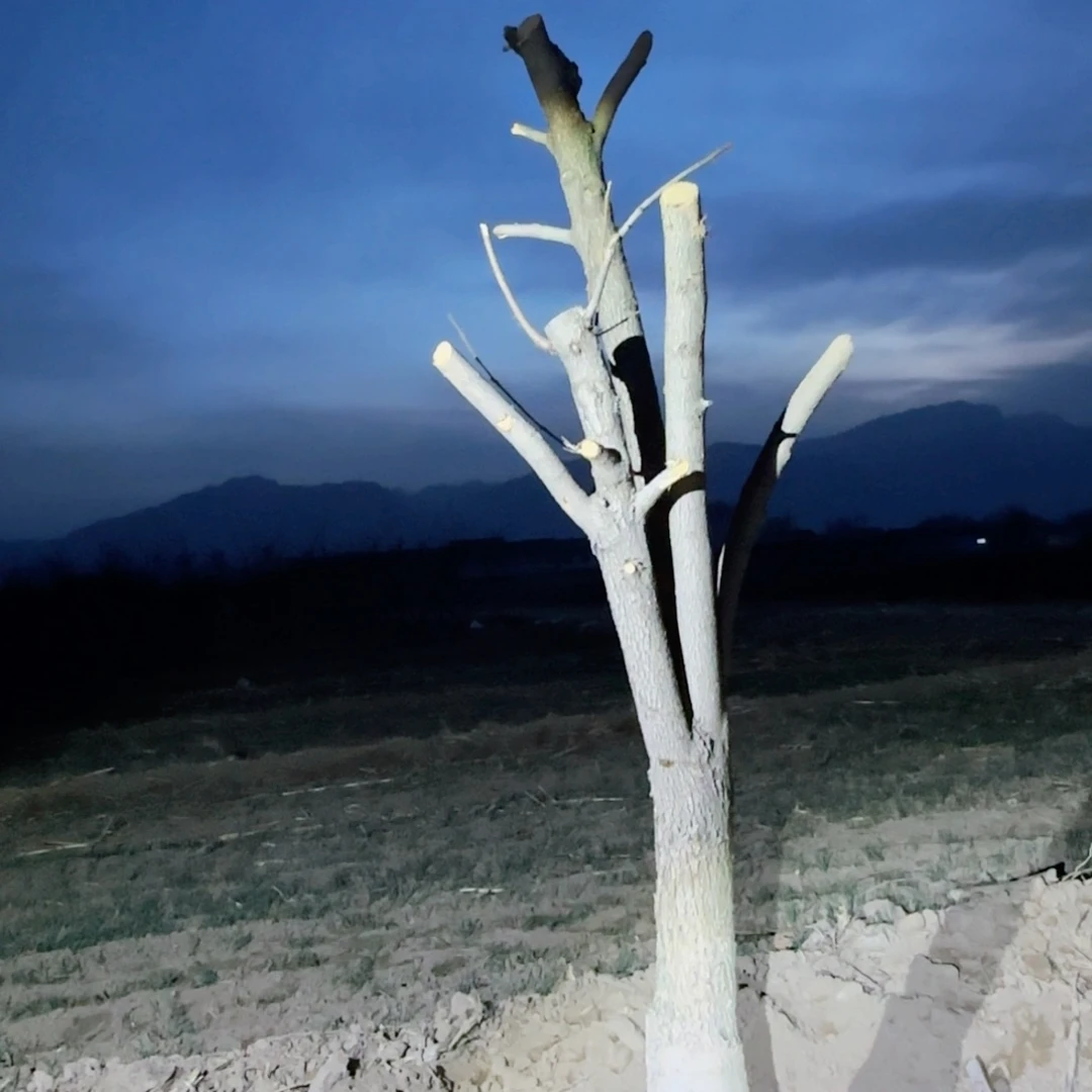 小***米无花朵火罐柿子树5棵