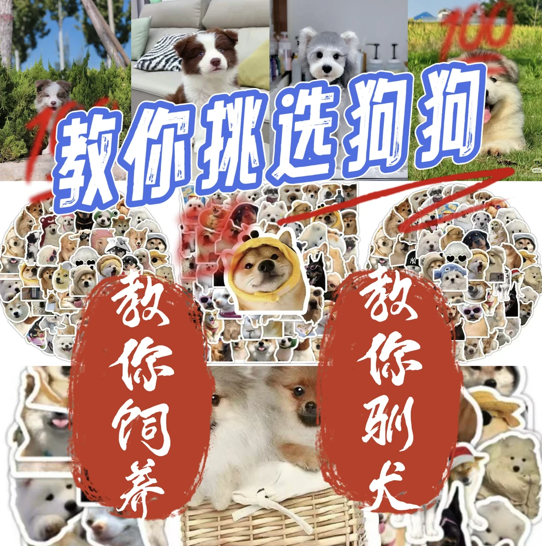 教你挑选狗狗专属链接