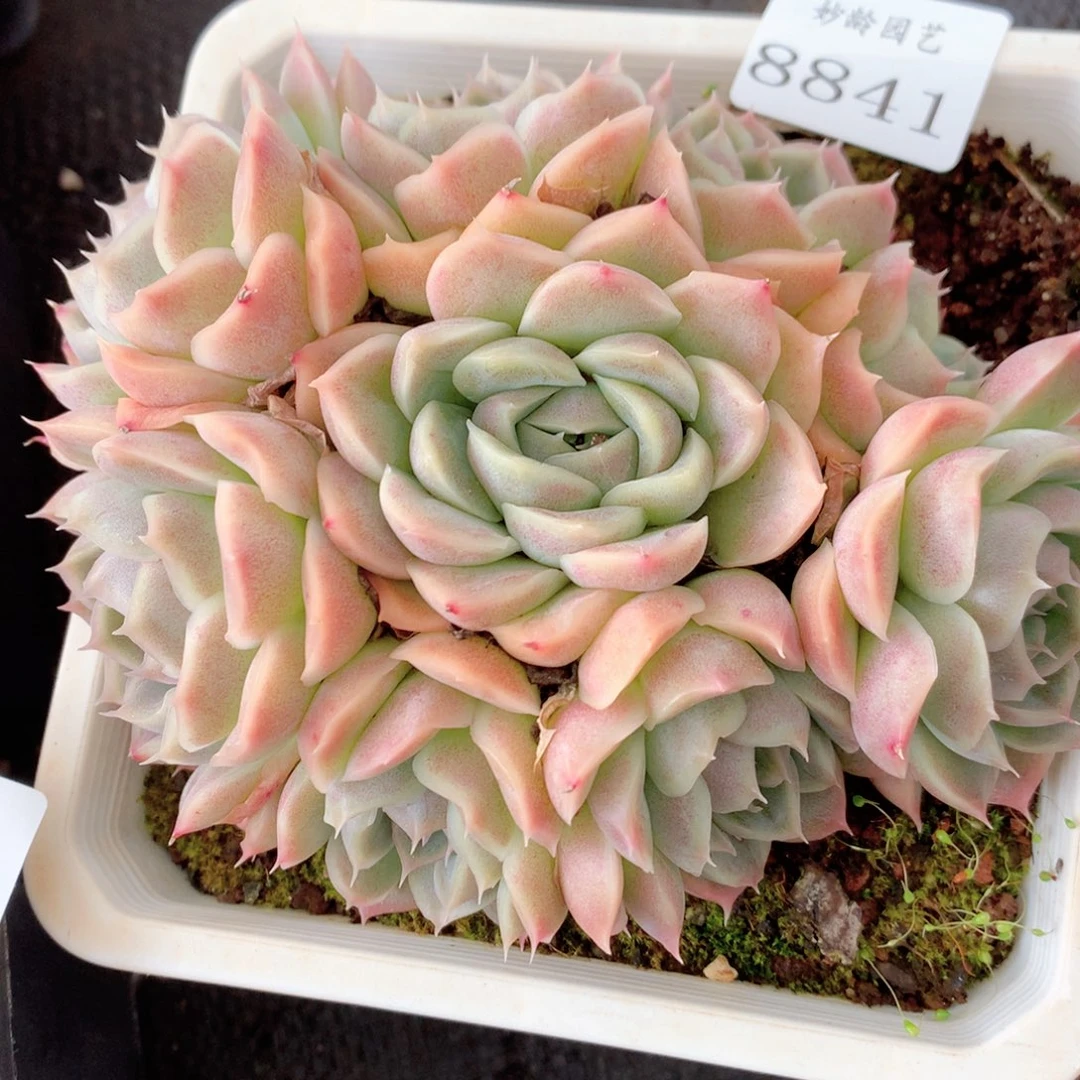 8841杂交多肉植物基地
