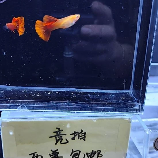 孔雀鱼2紫鳞血红大背一对