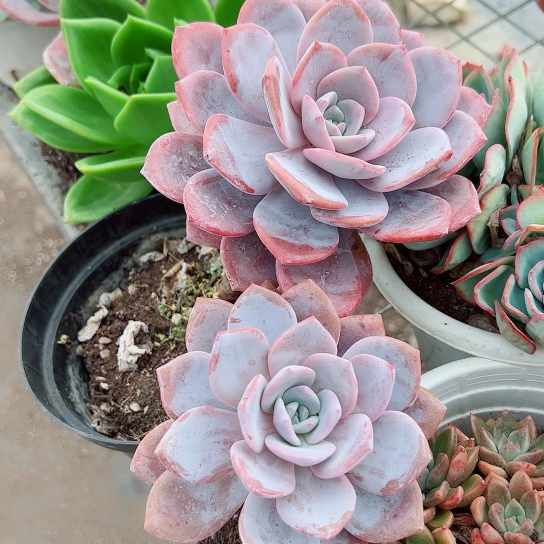 红茶大单头精品特价二盆