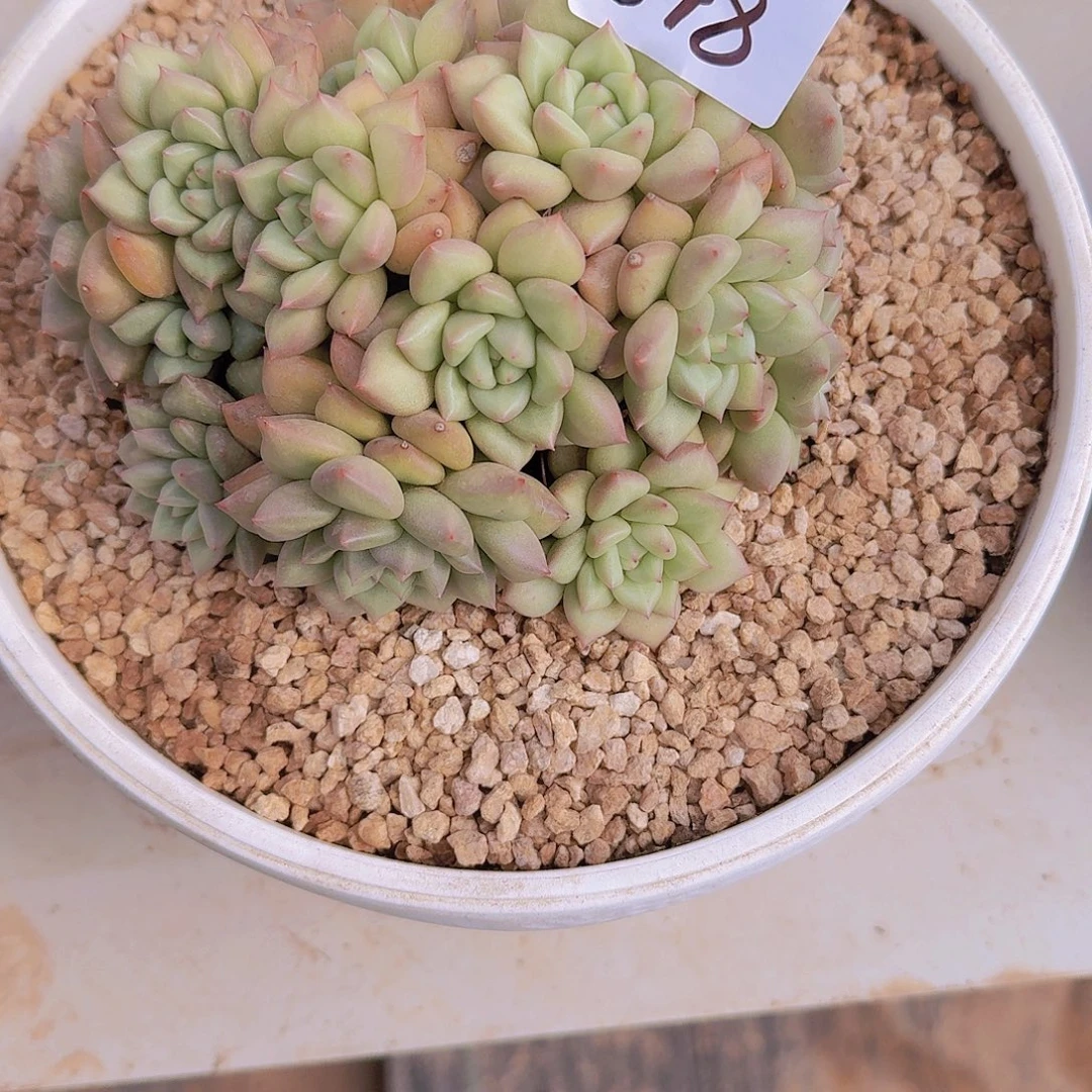 淡***兰1548韩版象牙多肉植物