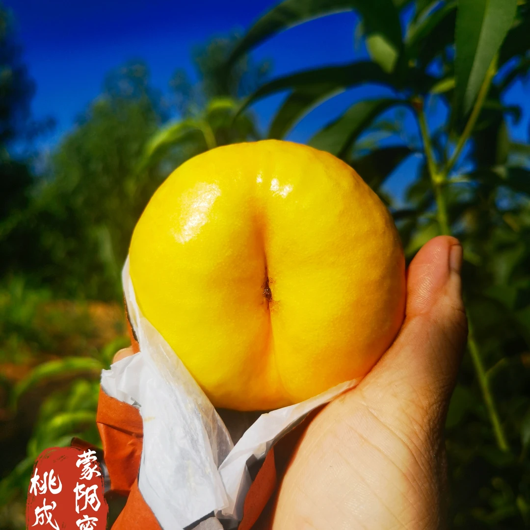 【京东包邮】正宗山东蒙阴离核黄油盘桃15扁桃脆甜爽口香甜多汁