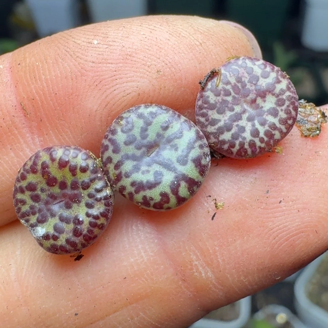 柠**语285三颗0000000000000