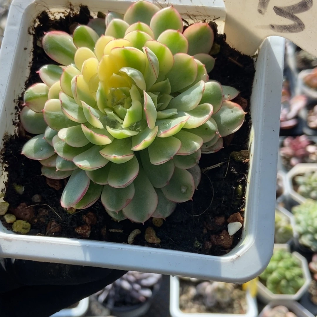 873梦幻玫瑰锦多肉植物