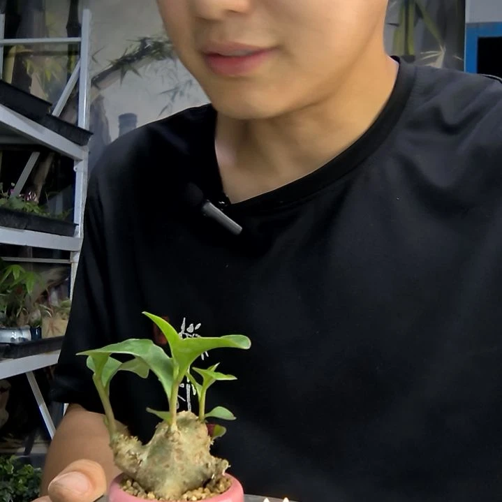 ?****～中青园艺一物一拍37