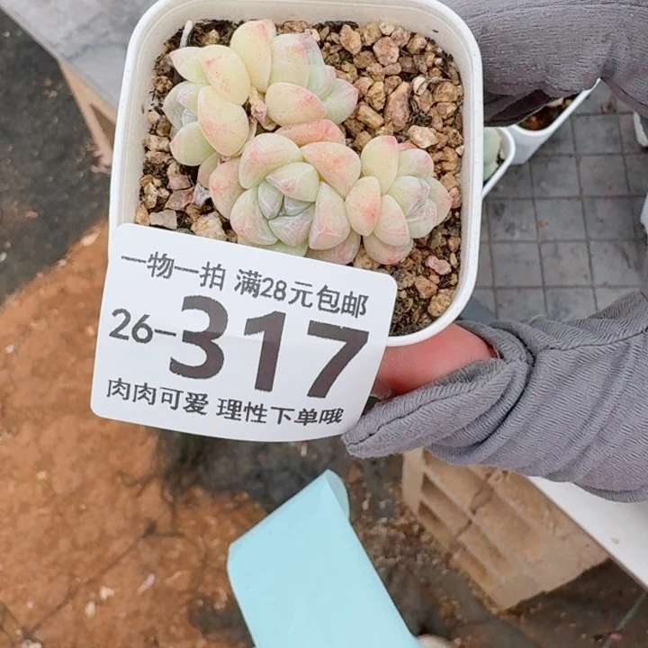 冰玉无盆土发货无盆土发货