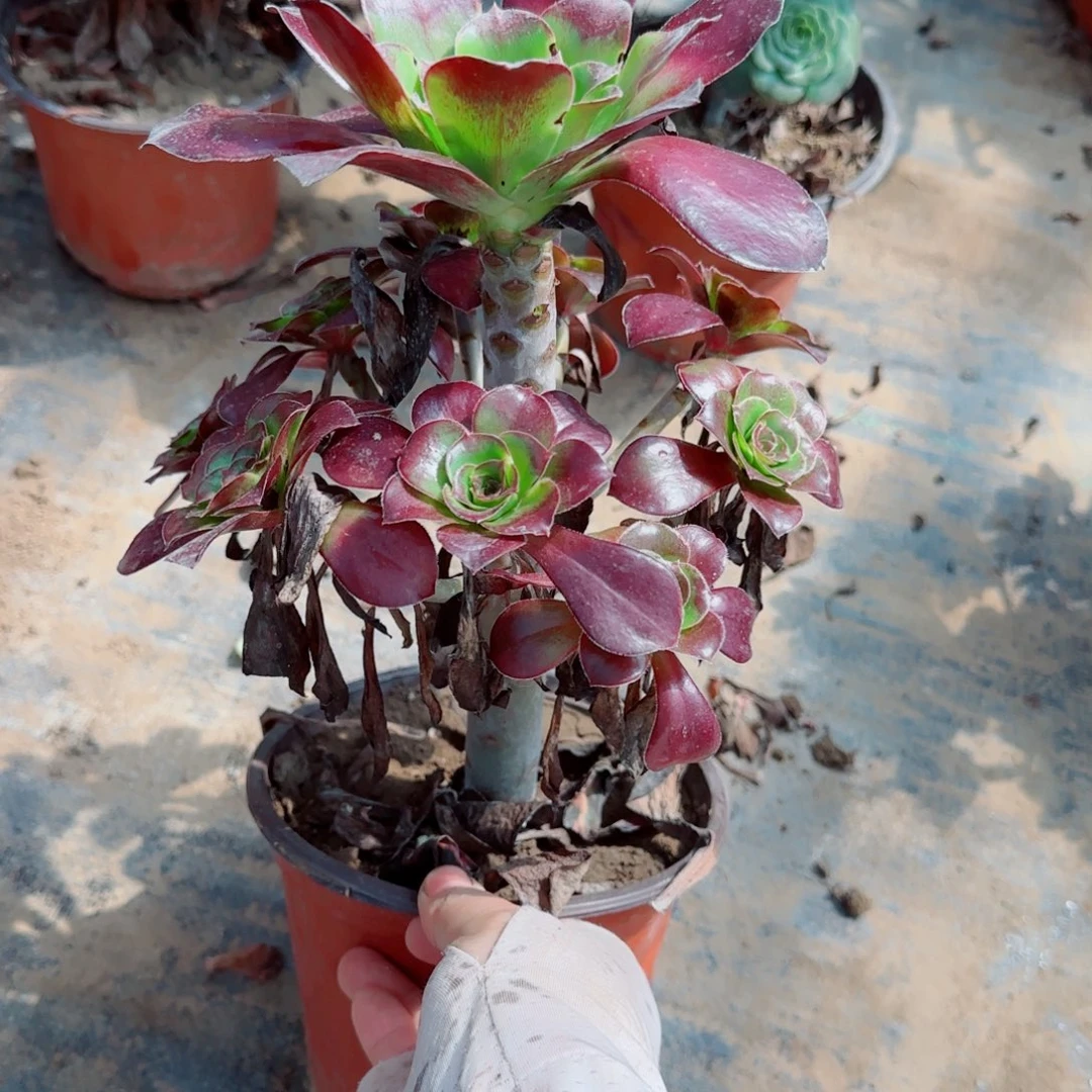 巫毒772满20包邮断枝不包