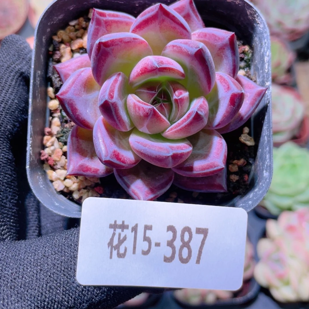 花利美15-387醉霞