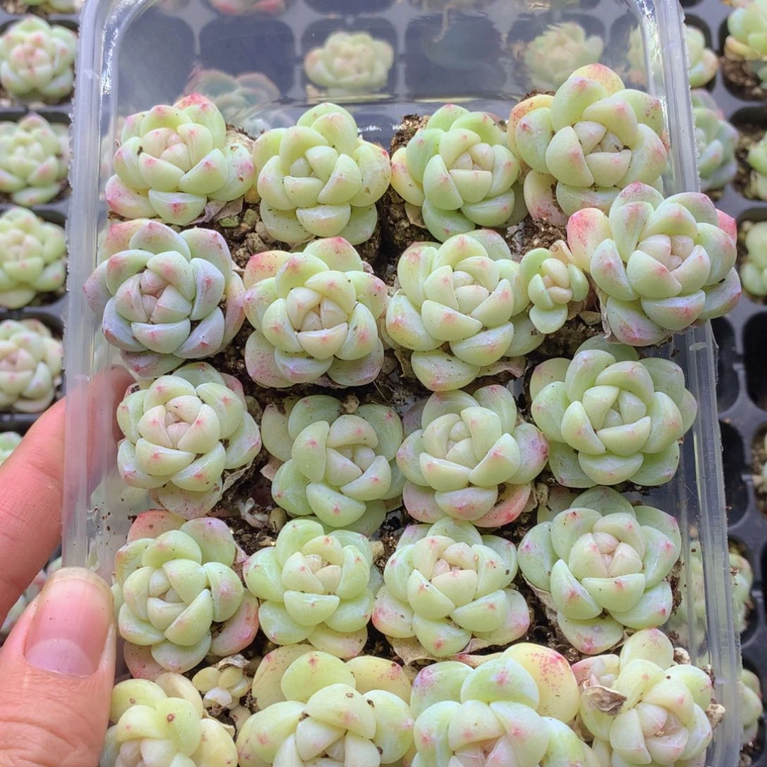 反反复复还是很开心013