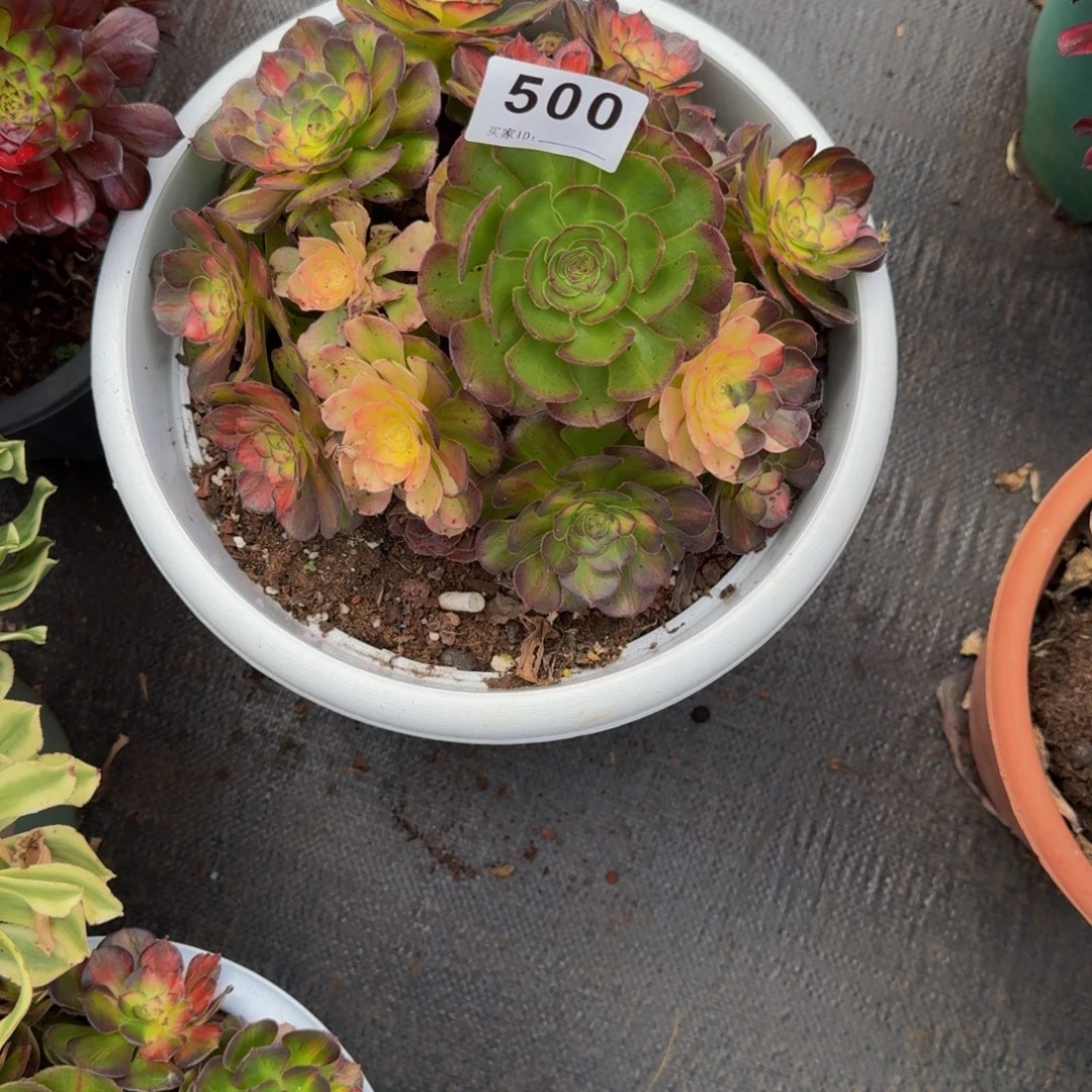 狂***️500多肉植物法师号