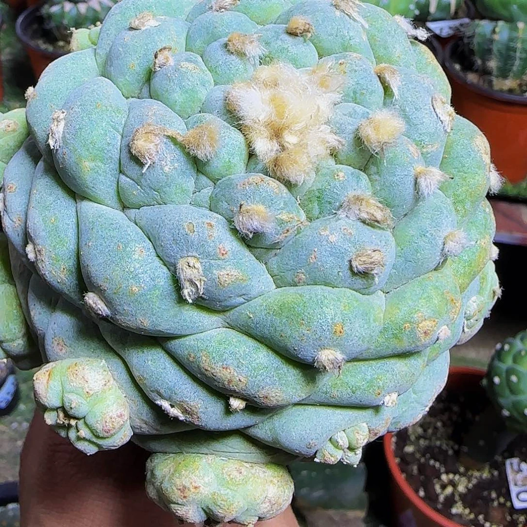 老*子古田呗125仙人球