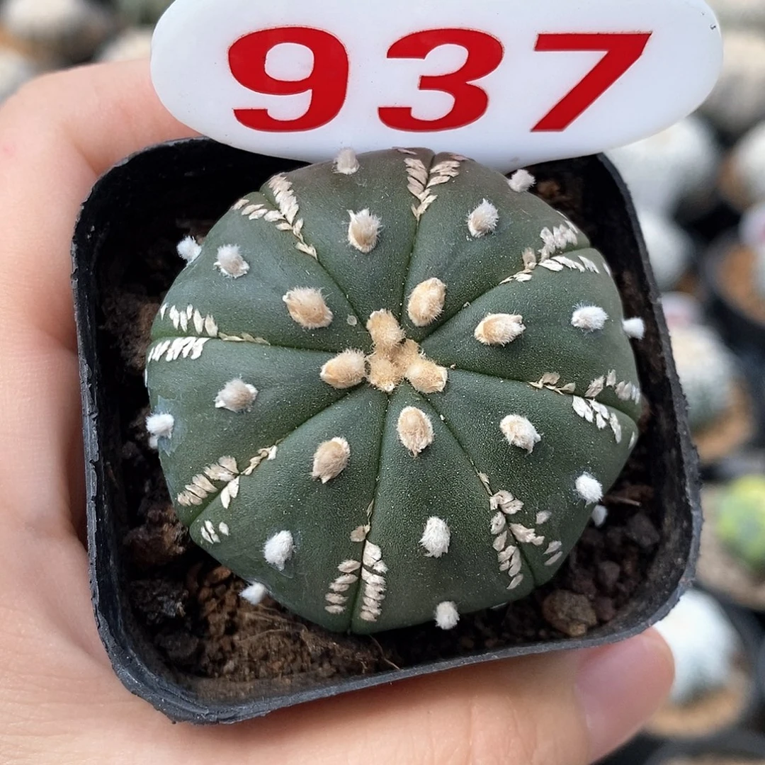 937美纹兜系列产品福利